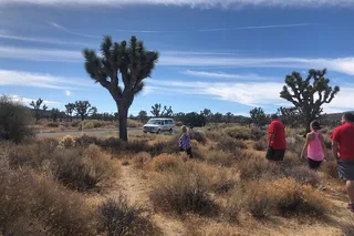 Joshua Tree National Park Driving Tour