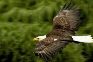 Ketchikan Rainforest Sanctuary and Totem Park Walk thumbnail 6