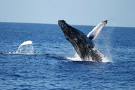 Honolulu Whale Watching Cruise with Snacks thumbnail 2