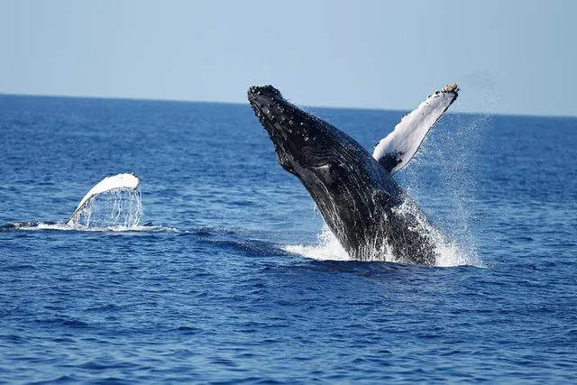 Honolulu Whale Watching Cruise with Snacks - Image 2