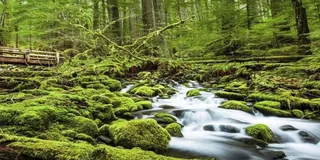 Seattle Olympic National Park Day Tour