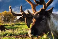 Anchorage Reindeer Adventure Tour with Hatcher Pass thumbnail 1