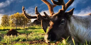 Anchorage Reindeer Adventure Tour with Hatcher Pass