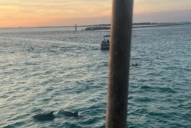 Destin Dolphin & Sunset Cruise 90 min - Image 4