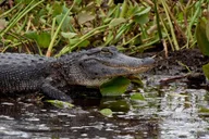 Louisiana Private Swamp Experience thumbnail 2