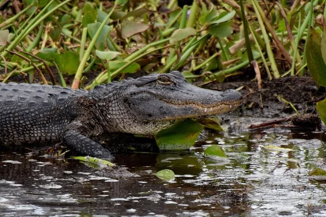 Louisiana Private Swamp Experience - Image 2