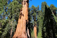 San Francisco Yosemite Private Day Tour thumbnail 6