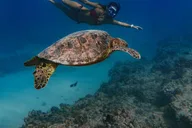 Kona Dolphin Watching and Snorkel Tour 2 hr thumbnail 5