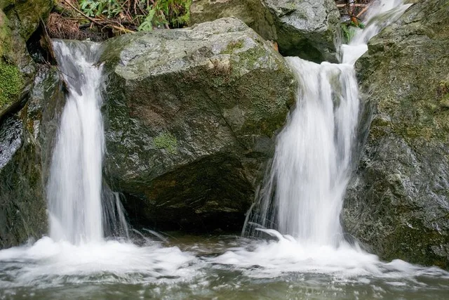 Muir Woods Self-Guided Audio Tour - Image 5