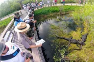 Miami Everglades Private Tour 4 hr thumbnail 3