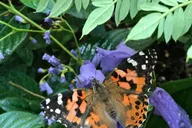 Maui Butterfly Farm Tour thumbnail 3