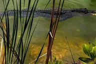 Florida Keys Nature and Wildlife Tour thumbnail 4