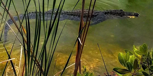 Florida Keys Nature and Wildlife Tour - Image 4