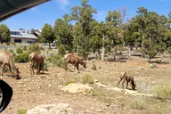 Grand Canyon Day Tour from Oak Creek Canyon thumbnail 6