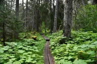 Skagway Glacier Hike and Rail Adventure thumbnail 5