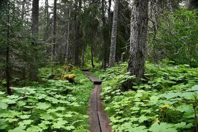 Skagway Glacier Hike and Rail Adventure - Image 5
