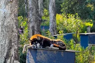 Fairbanks Siberian Husky Kennel Tour 1 hr thumbnail 2