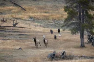 Yellowstone Wildlife Tour thumbnail 3