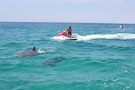 Okaloosa Island Waverunner Dolphin Tour 90 min thumbnail 1