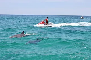 Okaloosa Island Waverunner Dolphin Tour 90 min