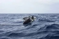 Key West Dolphin & Snorkel Combo with Sunset Sail thumbnail 6