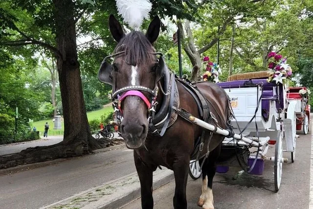 New York City Horse Carriage Ride in Central Park - Image 3