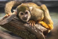 Sioux Falls Zoo Entry Ticket thumbnail 6