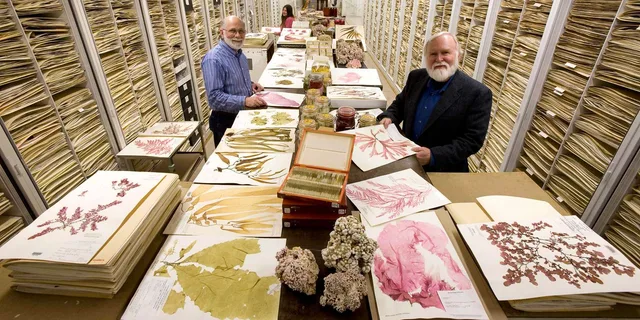 Washington D.C. Natural History Museum Guided Tour - Image 6