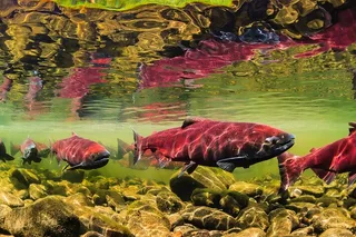 Sitka Totem Park Tour 30 Min