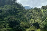Maui Road to Hana Tour with Waterfalls and Beaches thumbnail 3