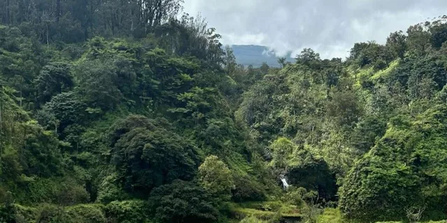 Maui Road to Hana Tour with Waterfalls and Beaches - Image 3