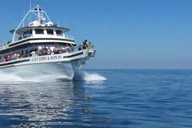 Plymouth Whale Watching Cruise thumbnail 1