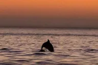Johns Pass Sunset Cruise thumbnail 2