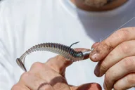 Los Angeles Fishing Tour with Local Guide thumbnail 4