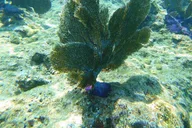 Key West Reef Dive Trip thumbnail 6