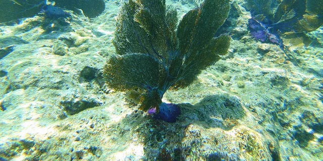Key West Reef Dive Trip - Image 6