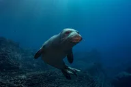 Kauai Scuba Charter for Experienced Divers thumbnail 6
