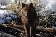 Yellowstone Wildlife Adventure in Lamar Valley at Sunrise thumbnail 6