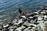 Ketchikan Rainforest Tour thumbnail 3