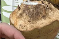 Kona Exotic Fruit Tasting Tour 1.5 hr thumbnail 4