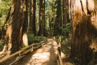 San Francisco Alcatraz and Muir Woods Tour thumbnail 3