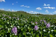 Florida Everglades Wildlife Boat Tour 90 Min thumbnail 4