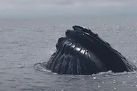 Portland Whale Watching Tour thumbnail 6
