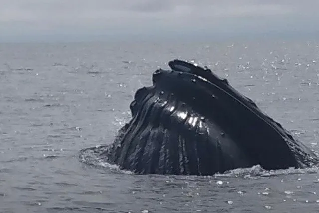 Portland Whale Watching Tour - Image 6