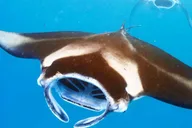 Kona Manta Ray Night Snorkel Small Group 2 hr thumbnail 4