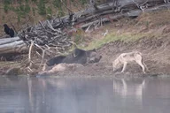 Yellowstone Wildlife Tour thumbnail 2