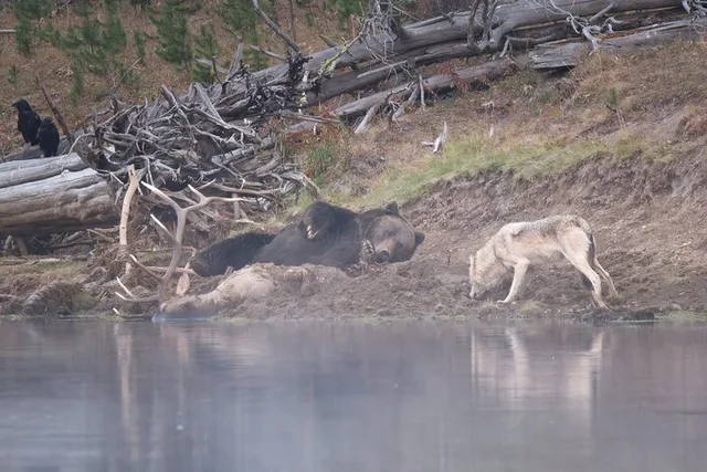 Yellowstone Wildlife Tour - Image 2