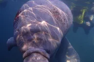 Crystal River Manatee Swim Tour thumbnail 4