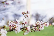 Washington DC Monuments and Cherry Blossom Tour thumbnail 3