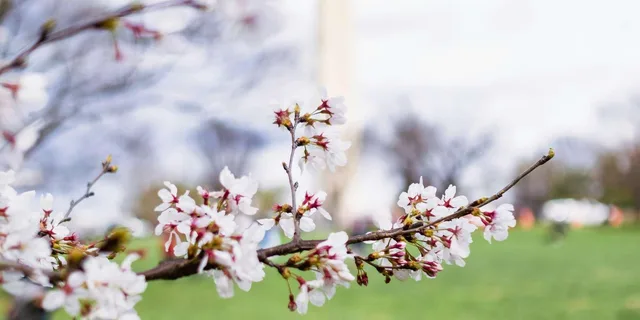 Washington DC Monuments and Cherry Blossom Tour - Image 3